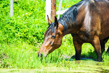 Arab racer runs on a green summer meadow