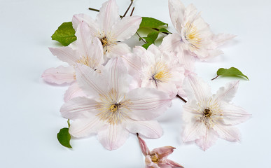 bouquet of pink clematis flowers on white background