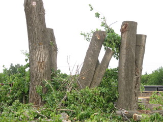 sawed trunks of poplar trees