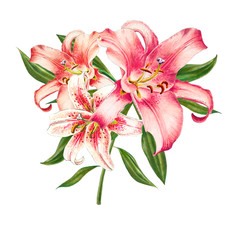 Beautiful pink lily. Bouquet of flowers. Floral print. Marker drawing. Watercolor painting. Wedding and birthday festive composition. Greeting card. Flower painted background. Hand drawn illustration.