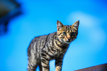 Fototapeta na wymiar Cute little kitten on a background of blue sky