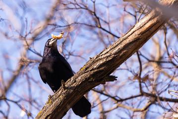 The rook or Corvus frugilegus is a member of the family Corvidae in the passerine order of birds