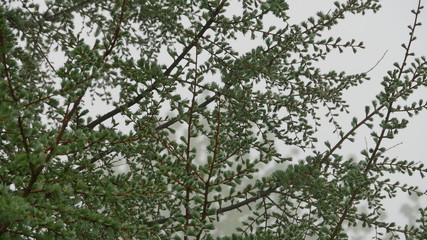 tree with green leaves