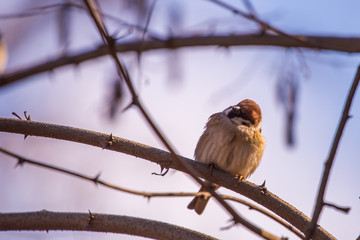 Eurasian Sparrow on the branches in city park