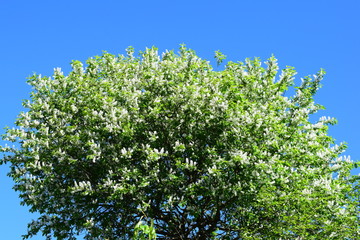 white flowers against the blue sky, flowering bushes