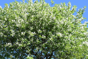 Fototapeta na wymiar white flowers against the blue sky, flowering bushes