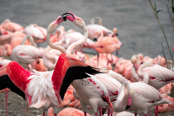 Flamingos fighting - 269375303