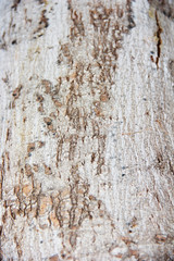Obraz premium texture of the surface of an old tree with cracks, stains and patterns