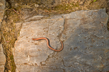 Anguis fragilis in Bélapátfalva Hungary