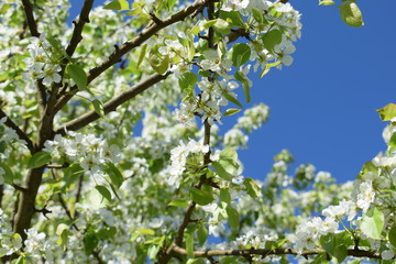 white flowers against the blue sky, flowering Apple bushes