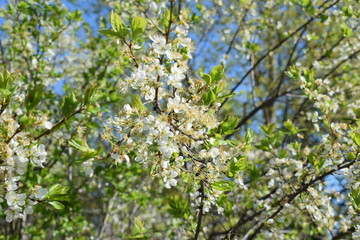 white flowers against the blue sky, flowering bushes