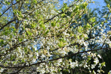 white flowers against the blue sky, flowering bushes