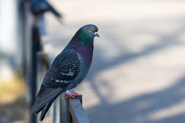 Pigeon Dove in the city streets Urban Birds Flying Sitting Wildlife Feathers Wings