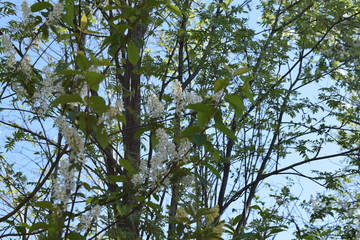 white flowers against the blue sky, flowering bushes