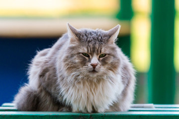 Obraz premium Homeless gray cat with a sad look on a city street