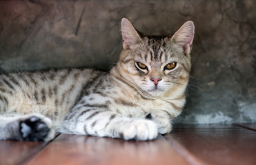 Fototapeta na wymiar A portrait cat,cute tubby cat with beautiful yellow eyes contact sitting on wooden floor with cement wall background