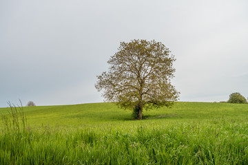 Fototapeta na wymiar Baum im Feld