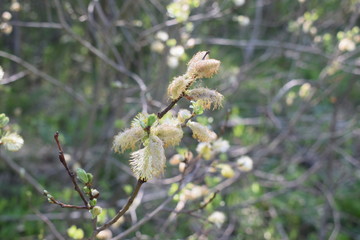 white flowers in spring