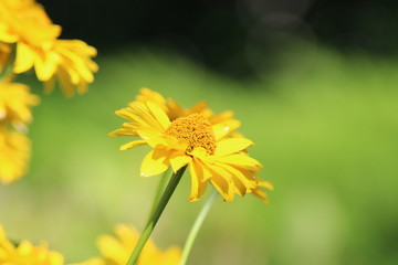 yellow flower
