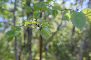 branch of a tree