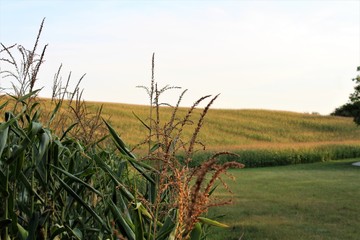 Fototapeta premium cornfield
