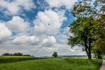 Baum im Feld