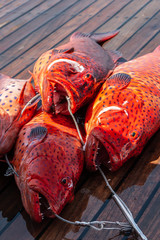 Freshly caught red coral grouper on the deck of a pleasure yacht on the Red Sea.