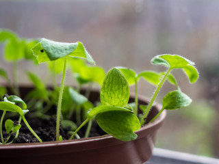 Young green plants grows in a pot for seedlings.