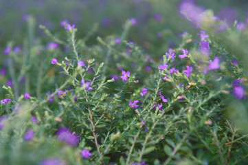 Beautiful flowers with purplish blue holes and flower pistils