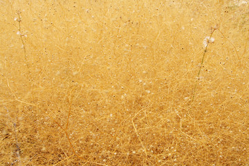 Close-up view of dry gypsophila paniculata flowers.