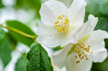 Close up of jasmine flowers in a garden after rain.