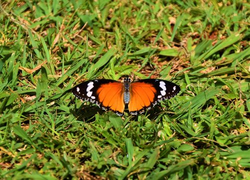 Orange black and white butterfly on green grass macro
