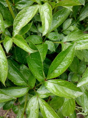 Bright green peony leaves with droplets after rain