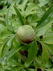 Bud not blooming peony in early spring