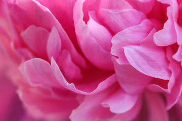 Pink peony blooms