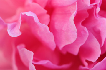 Pink peony blooms