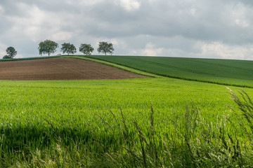 Fototapeta premium Baum im Feld
