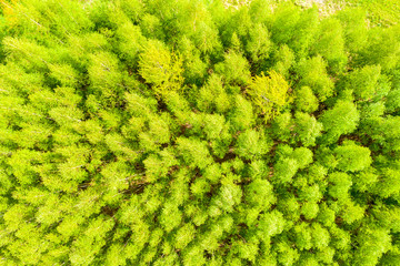 Top view of a young green forest in spring or summer