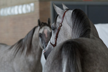 Caballo arabe gris