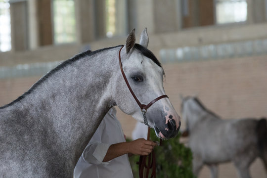 Caballo arabe gris