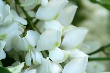 Flowers of white acacia
