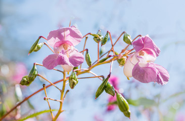 Rosa Springkraut Nahaufnahme, impatiens glandulifera