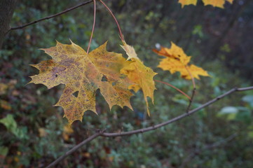 Single autumn yellow maple leaves - tree details