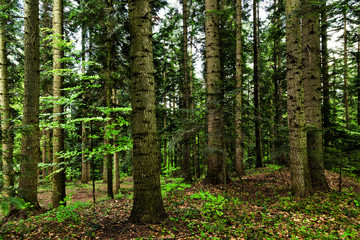 Fototapeta premium Dark background of springtime mixed forest with spruce, fir and beech trees.