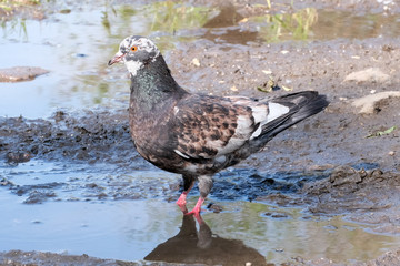 City pigeon in a puddle