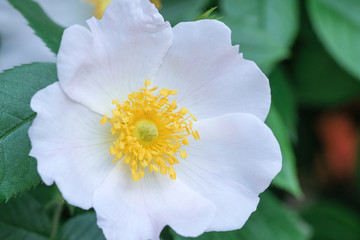 White flower of a dogrose