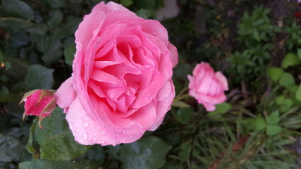 rose, flower, pink, nature, garden, flowers, roses, red, plant, love, beauty, beautiful, green, flora, bloom, blossom, petals, summer, petal, floral, romance, macro, bouquet, leaves, romantic