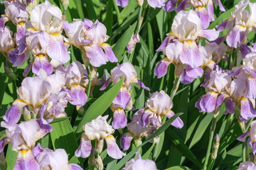 Beautiful spring flower purple iris