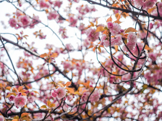 Cherry blossom tree or Prunus serrulata full blooming in Japan local park
