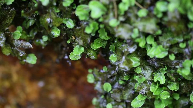苔から滴る滴